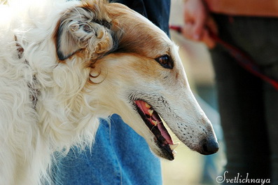 http://borzoi-pedigree.com/uploads/Image/Dogs/52/5292-2.jpg