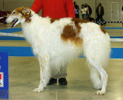 http://borzoi-pedigree.com/uploads/Image/Dogs/52/5292-3.jpg